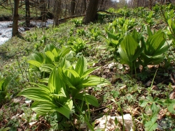 Powiększ ciemiezyca zielona, karkonosze.jpg