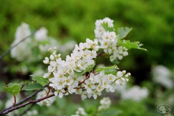 Powiększ czeremcha skalna, karkonosze.jpg