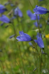 Powiększ dzwonek karkonoski, karkonosze.jpg