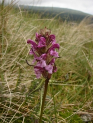 Powiększ gnidosz sudecki, karkonosze.jpg