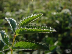 Powiększ krwisciag lekarski , karkonosze.jpg