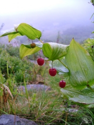 Powiększ liczydło górskie, karkonosze.jpg