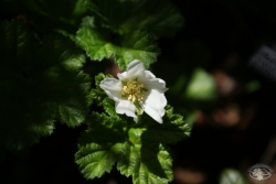 Powiększ malina moroszka, karkonosze.jpg