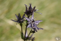 Powiększ niebielistka trwała, karkonosze.jpg