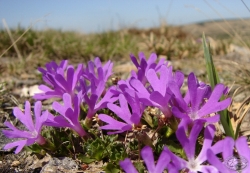 Powiększ pierwiosnka maleńnka, karkonosze.jpg