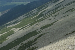 Powiększ pokrywy blokowe na czarnym grzbiecie, karkonosze.jpg