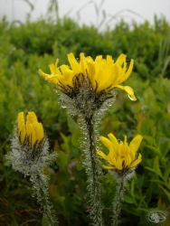 Powiększ prosienicznik jednogłówkowy, karkonosze.jpg