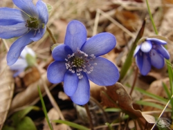 Powiększ przylaszczka pospolita, pogórze izerskie.jpg