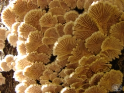 Powiększ rozszczepka pospolita, przelom nysy łużyckiej.jpg