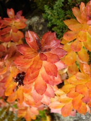 Powiększ różeniec górski, karkonosze.jpg