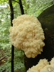 Powiększ soplowka jodlowa, karkonosze.jpg