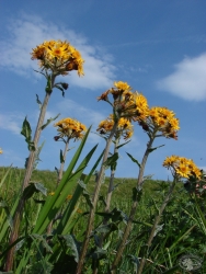 Powiększ starzec kędzierzawy, karkonosze.jpg