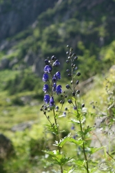 Powiększ tojad sudecki, karkonosze.jpg