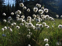 Powiększ welnianka pochwowata, karkonosze.jpg