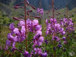 Powiększ wierzbówka kiprzyca, karkonosze.jpg